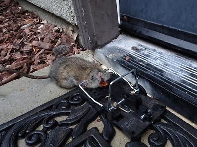 mouse trapping