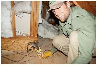 rodent trapping